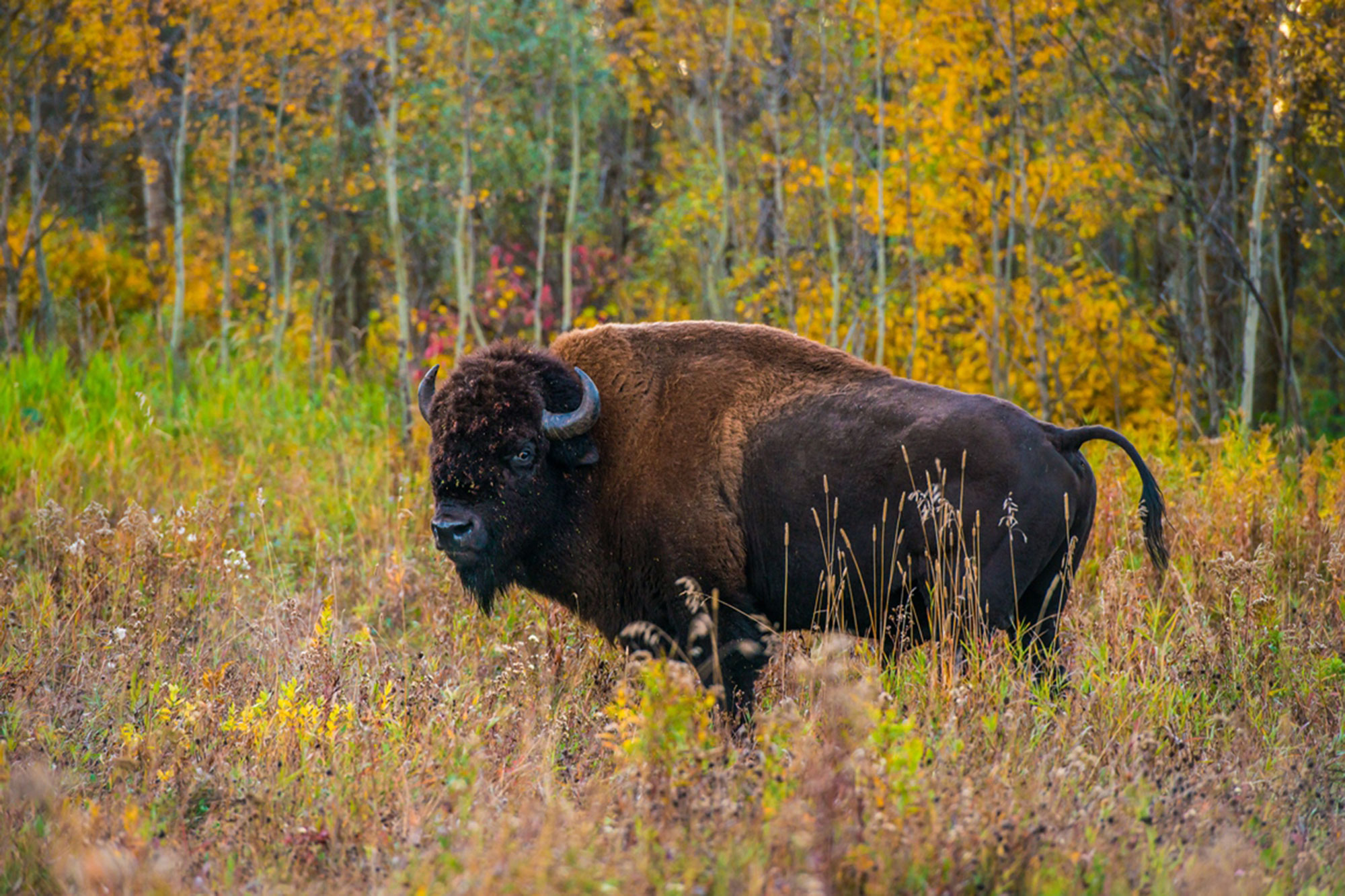 Bizon in Elk Island National Park | © Explore Edmonton
