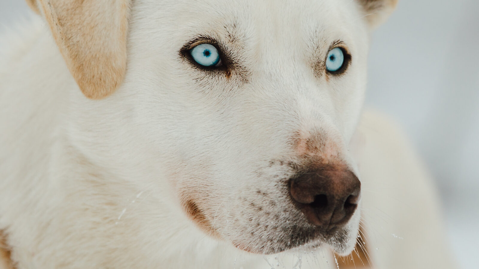 Dogsledding_ColdFireCreekDogsledding_CRMikeSeehagel (1)
